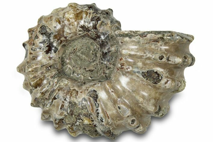 Bumpy Ammonite (Douvilleiceras) Fossil - Madagascar #308922